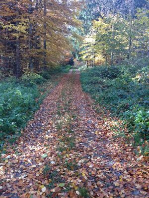 chemin de feuilles