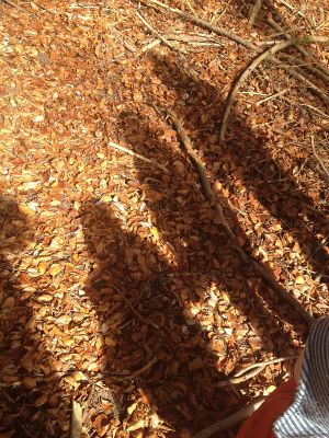 ombres d'enfants sur feuilles